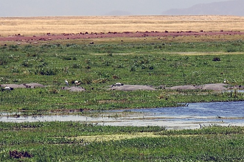 Kenia (210)